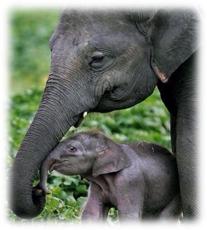 Shri_Lanka1_avellana